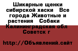 Шикарные щенки сибирской хаски - Все города Животные и растения » Собаки   . Калининградская обл.,Советск г.